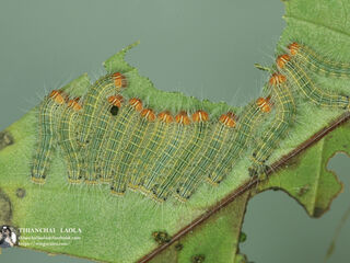 Poritia erycinoides elsiei