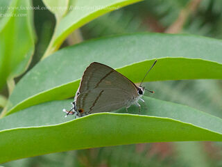 Tajuria diaeus diaeus