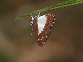 Stiboges nymphidia nymphidia