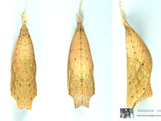 Lethe mekara crijnana