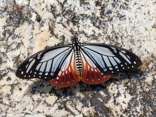 Papilio agestor agestor