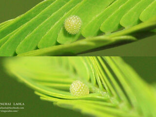 Pantoporia hordonia hordonia