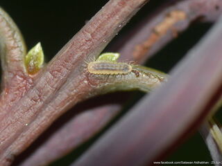 Ticherra acte liviana