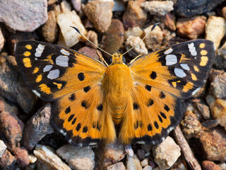 Coladenia indrani uposathra