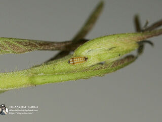 Rapala manea schistacea