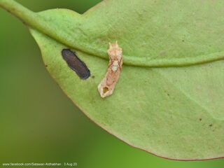 Suasa lisides suessa