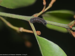 Charana mandarina splendida