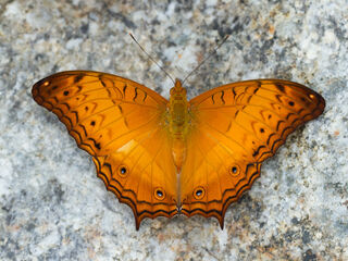 Vindula dejone erotella