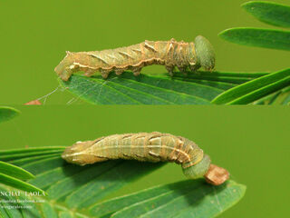 Pantoporia hordonia hordonia