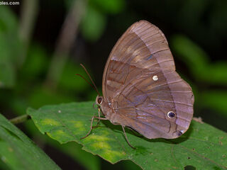 Thaumantis diores splendens