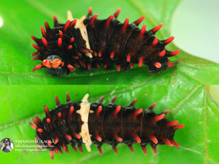 Pachliopta aristolochiae goniopeltis