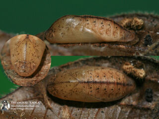 Arhopala paramuta paramuta