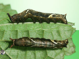 Stibochiona nicea subucula