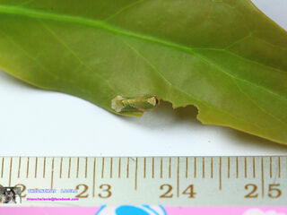 Tajuria cippus cippus