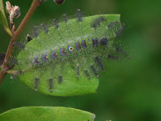 Euthalia evelina annamita