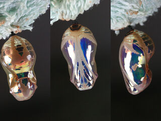 Euploea mulciber mulciber