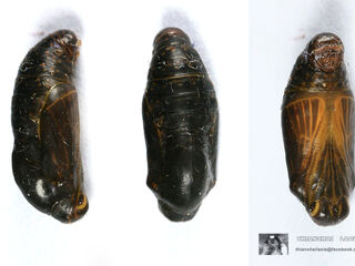 Spindasis lohita himalayanus