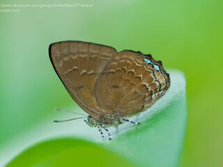 Simiskina pharyge deolina