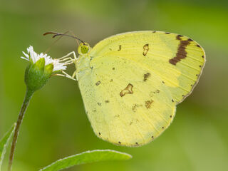 Eurema hecabe hecabe
