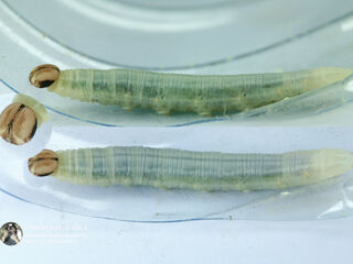 Hyarotis adrastus praba