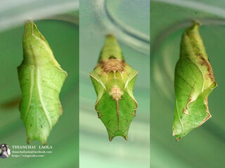 Ariadne merione tapestrina