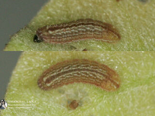 Luthrodes pandava pandava