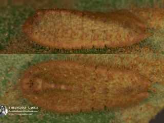 Tajuria yajna ellisi