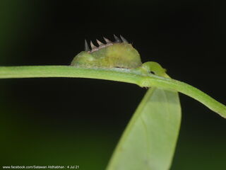 Ticherra acte liviana