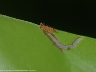 Tajuria yajna selangorana