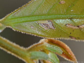 Arhopala muta maranda