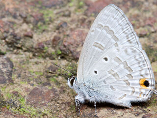 Catochrysops panormus exiguus