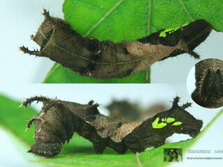 Neptis hylas kamarupa