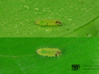 Zemeros flegyas allica