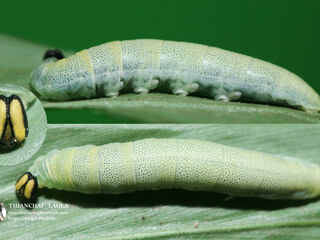 Ancistroides feisthamelii alysos