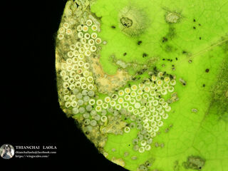 Amblypodia anita anita