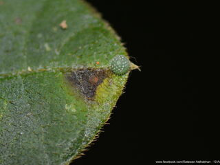 Neptis duryodana nesia