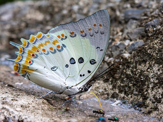 Polyura delphis concha