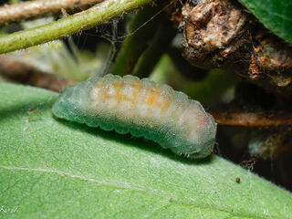 Nacaduba biocellata baliensis