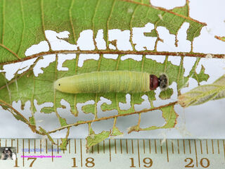 Abaratha angulata angulata