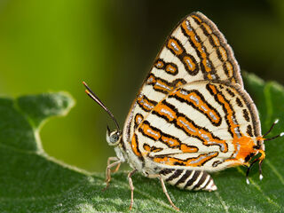 Spindasis vulcanus tavoyanus