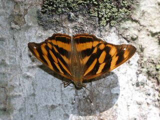 Herona marathus marathus