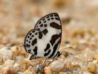 Discolampa ethion ethion