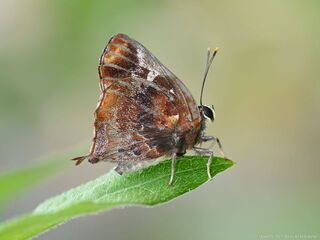 Iraota timoleon wickii