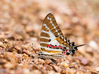 Papilionidae (วงศ์ผีเสื้อหางติ่ง)