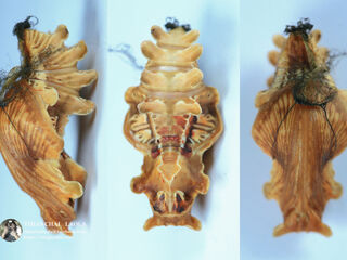 Pachliopta aristolochiae goniopeltis