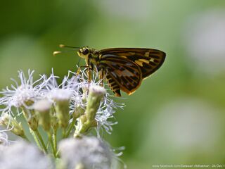 Hesperiidae (วงศ์ผีเสื้อบินเร็ว)