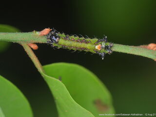 Semanga superba deliciosa