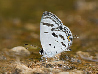Shijimia potanini umbriel