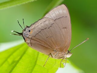 Tajuria deudorix oeta