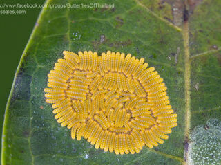 Poritia hewitsoni tavoyana
